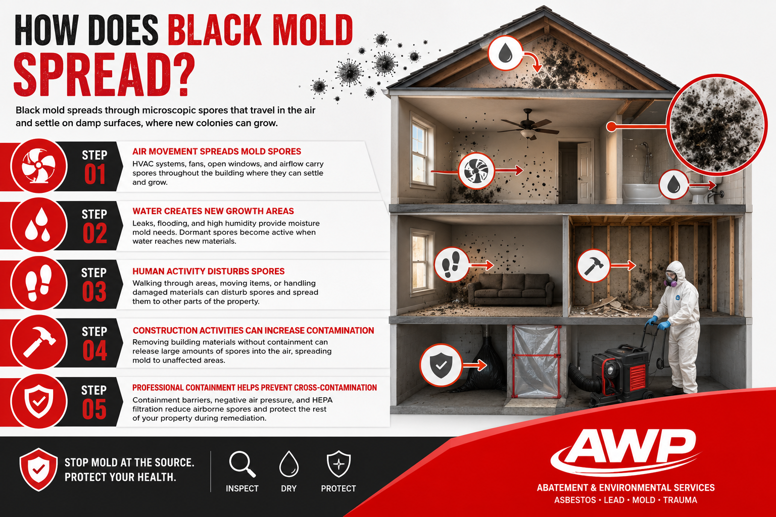 How Does Black Mold Spread